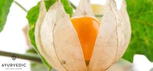 Flower from the Ashwagandha is a valuable Ayurvedic Herb